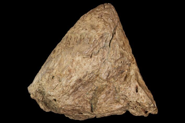 Pachycephalosaurus Dome Spike - Very Rare! #96958
